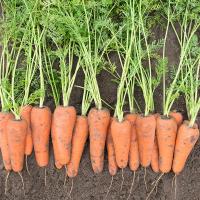 КЕСЕНА F1 морковь Бейо (1.6-1.8)