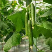 АРГУМЕНТ F1 огурец Гавриш