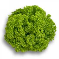 ЛОЗАНО F1 салат Райк Цваан, 5 тыс.драже