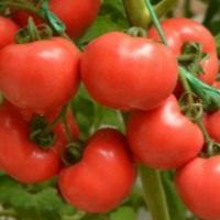 РАПАНУИ F1 томат Хазера (1 000 шт)