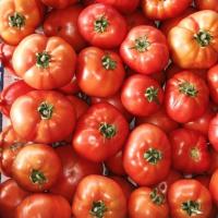 ДЕБЮТ F1 томат Семинис