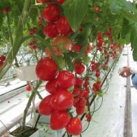 АМОРЕ F1 томат Гавриш