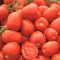 ПЕТРАРОССА F1 томат Вильморин