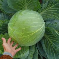 ФУНДАКСИ F1 капуста белокочанная Семинис