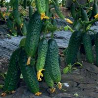 БОНУС F1 огурец Гриномика (500 шт)