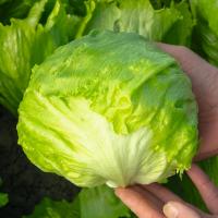 БРАЙС F1 салат айсберг Бейо