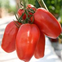 ГУСАРСКИЙ F1 томат Гавриш