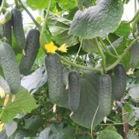 ГУННАР F1 огурец Энза Заден