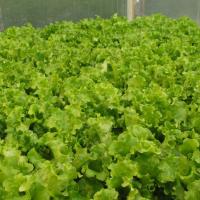 ОРФЕЙ F1 салат Гавриш