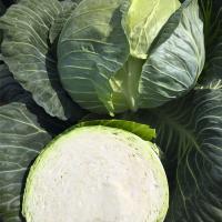 РЕПОРТ F1 капуста белокочанная Бейо