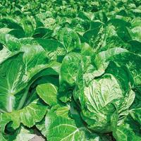 МЕГАПОЛИС F1 капуста пекинская Гриномика