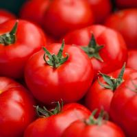 БАРИБИНЕ F1 томат Сингента