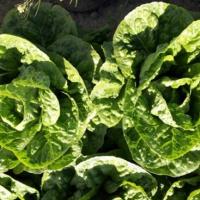 АСАФ F1 салат айсберг Хазера