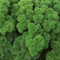 ВЕГА F1 петрушка Энза Заден