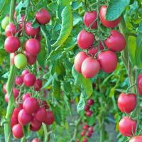 ЯМАМОТО F1 томат Гриномика