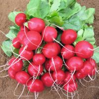 РЕБЕЛ F1 редис Бейо