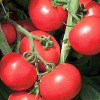 ОЛЬГА F1 томат Вильморин