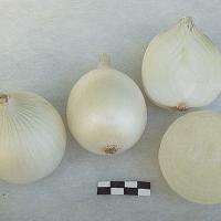 НЕМАН F1 лук Гавриш