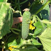 РОМАРА F1 огурец Райк Цваан, PR, 250 шт