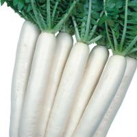 МАЙНОВАЗ САММЕР КРОС F1 дайкон Энза Заден