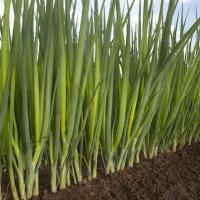 ФИСТ F1 лук на зелень Энза Заден