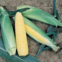 ТУРБО F1 кукуруза Вильморин (100 000 шт)