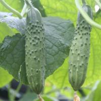 АТЛЕТ F1 огурец Гавриш (3000)