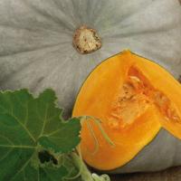 САМПСОН F1 тыква Энза Заден