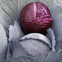 РЕМАЛА F1 капуста краснокочанная Сингента