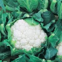 БОРИС F1 капуста цветная Вильморин