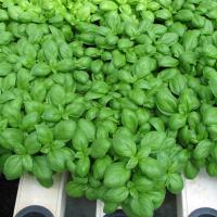 МАРИАН F1 базилик Энза Заден