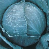 ПРЕТИНО F1 капуста краснокочанная Энза Заден