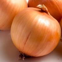 БОСКО F1 лук Сингента