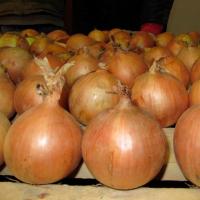 УНИВЕРСО F1 лук Нюнемс (100 000 шт)