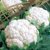 ФОРТАЛЕЗА F1 капуста цветная Семинис (2500 шт)