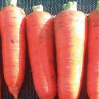 ШАНТЕКЛЕР F1 морковь Саката