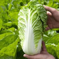МАНОКО F1 капуста пекинская Бейо