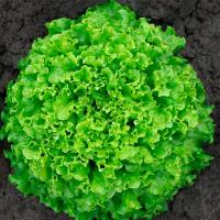 АБОРДАЖ F1 салат Гавриш