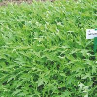 МИЗУНА F1 капуста японская Энза Заден