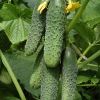 КУРАЖ F1 огурец Гавриш (500)