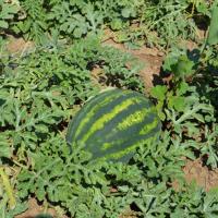 МИНЕРВА F1 арбуз Энза Заден