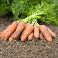 РЕД КОР F1 морковь Саката