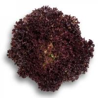 СЕНСИБЕЛЬ F1 салат Райк Цваан, 5 тыс.драже