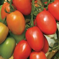 ГРАНАДЕРО F1 томат Энза Заден