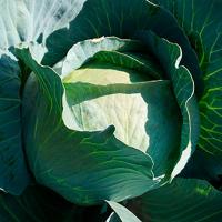 АГРЕССОР F1 капуста белокочанная Сингента