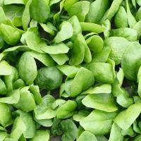 РЕМБРАНДТ F1 шпинат Бейо