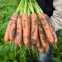 БАЛТИМОР F1 морковь Бейо (2.4-2.6)