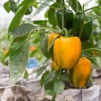 ИЛАНГА F1 перец Райк Цваан, PR, 1000 шт