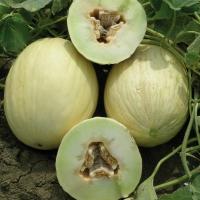 ПОРТОАЛЬТО F1 дыня Райк Цваан, PR, 1000 шт