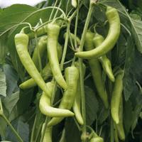 САРМАТ F1 перец Гриномика